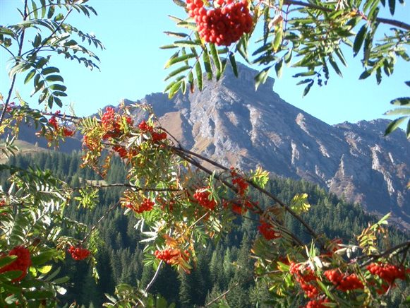 Foto estate