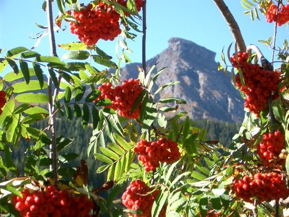 Foto estate